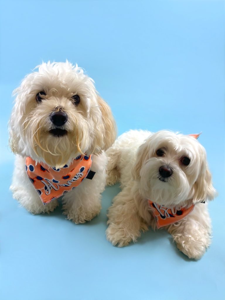 Adopting a Puppy with Hammy and Brody
