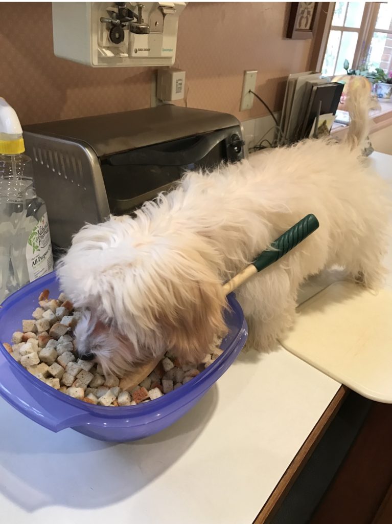 Hammy and Brody Thanksgiving