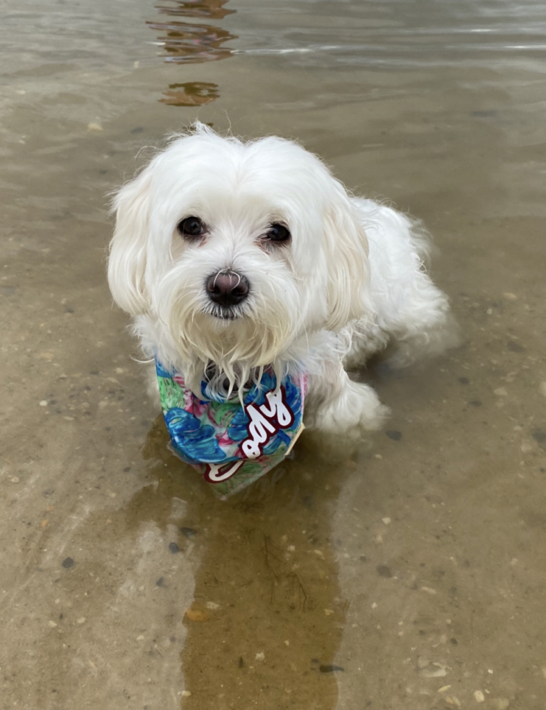 Brody at the beach