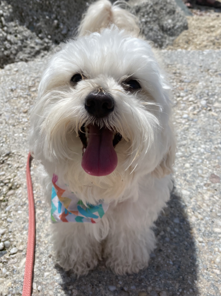 Hammy Beach walk