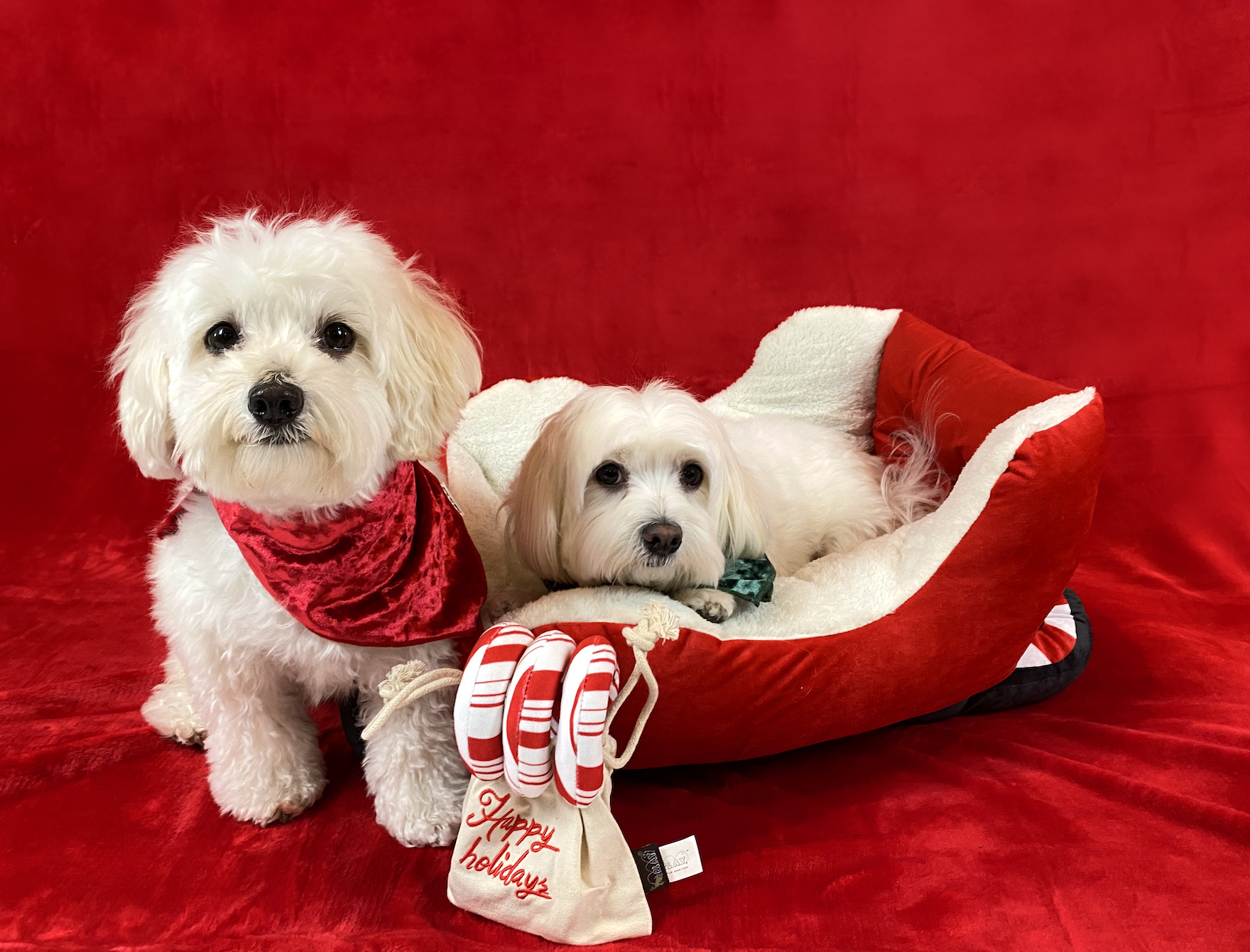 Hammy and Brody A Pet With Paws